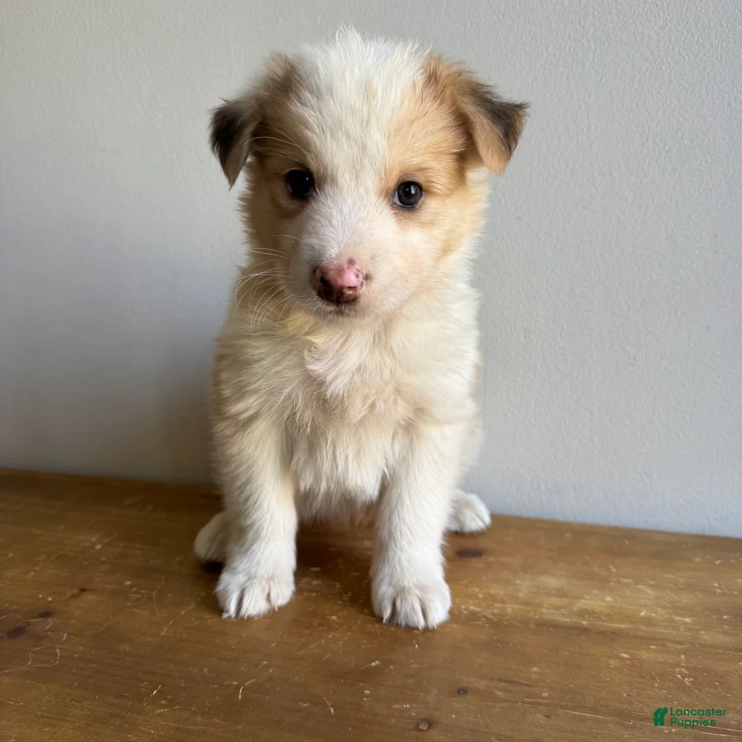 Mixed Breed dogs for sale: Luke - Ad 2