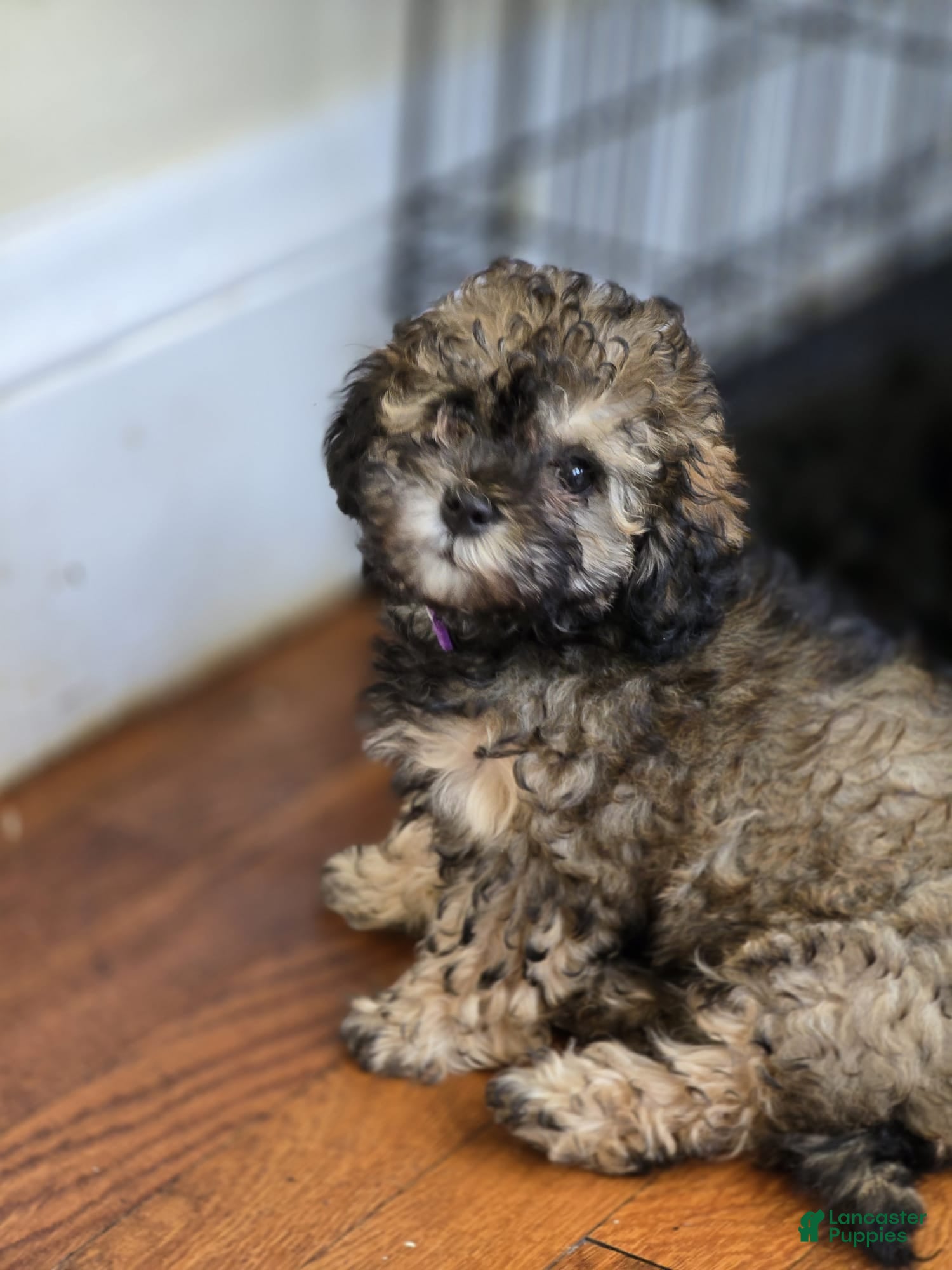 Shihpoo dogs Tini - Ad 12