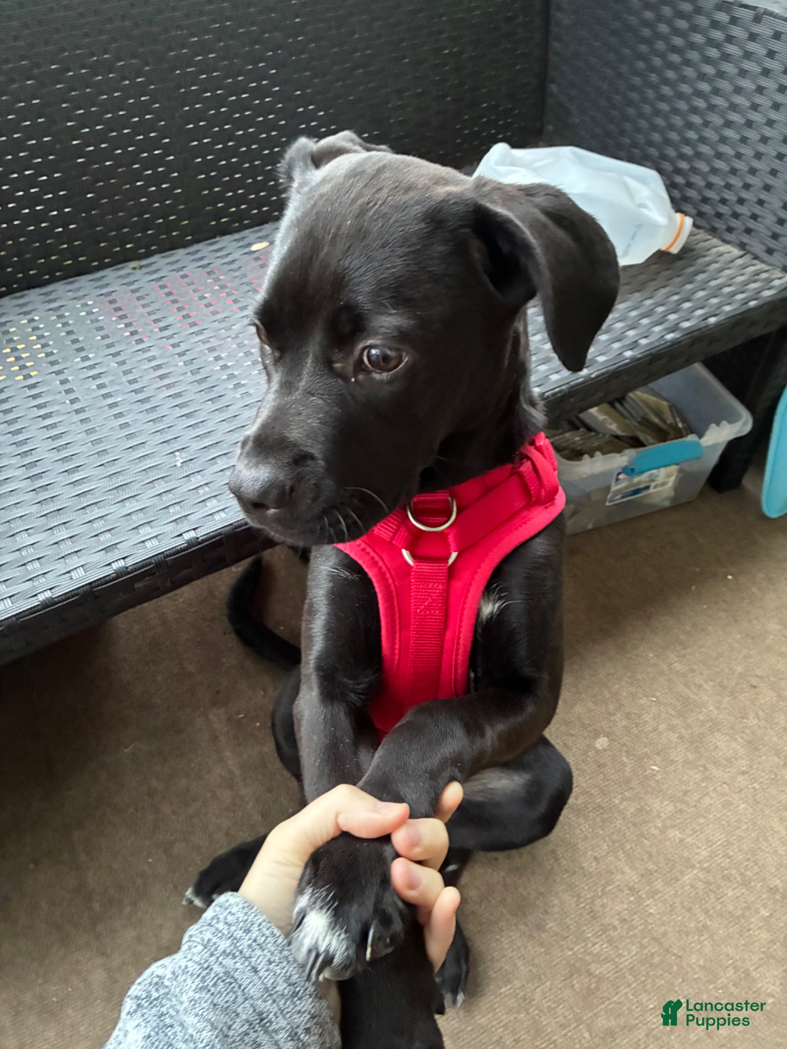 Mixed Breed dogs for sale: Kanesley - Ad 22