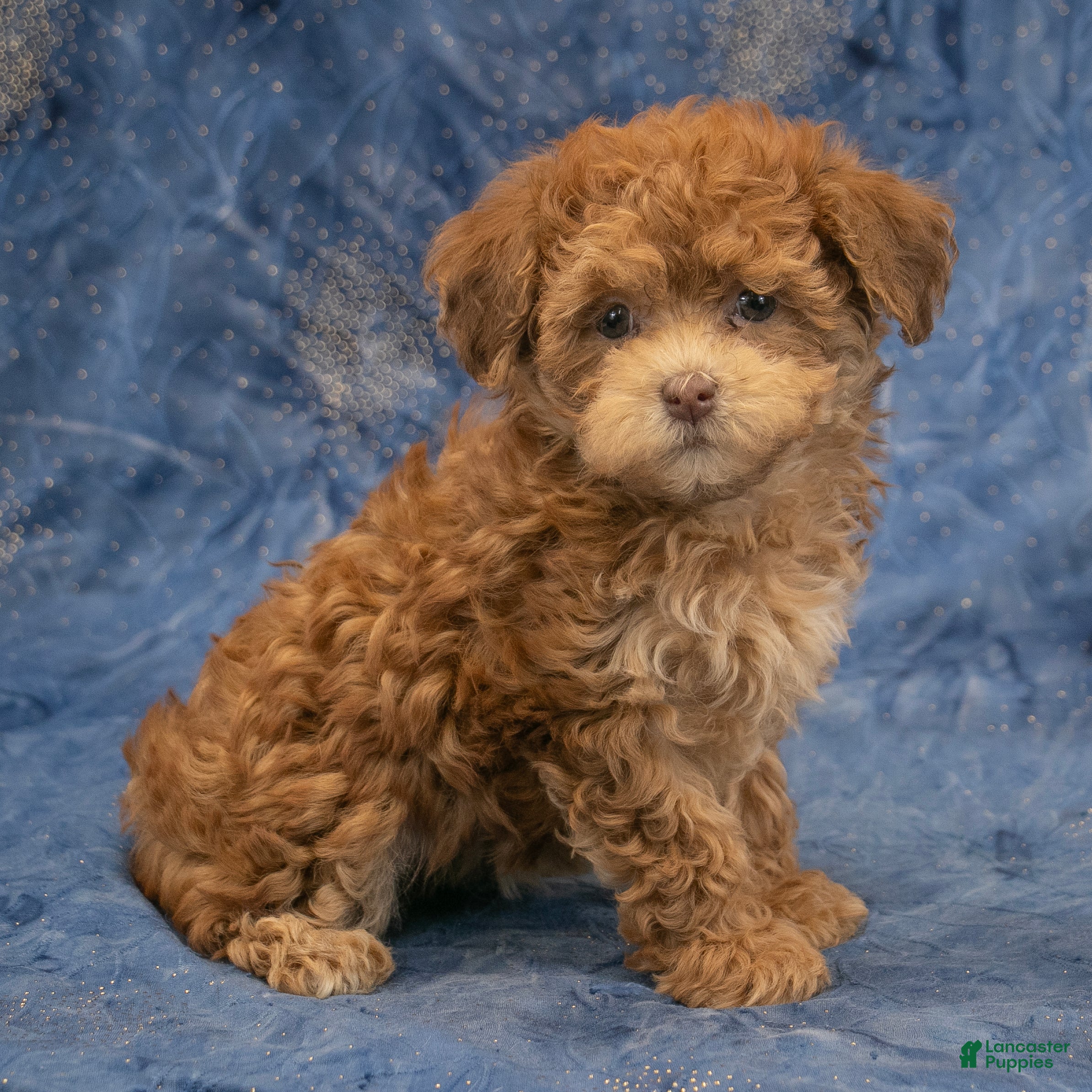 Havapoo dogs Skye - Ad 1