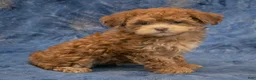 Havapoo dogs for sale: Skye - Ad 1