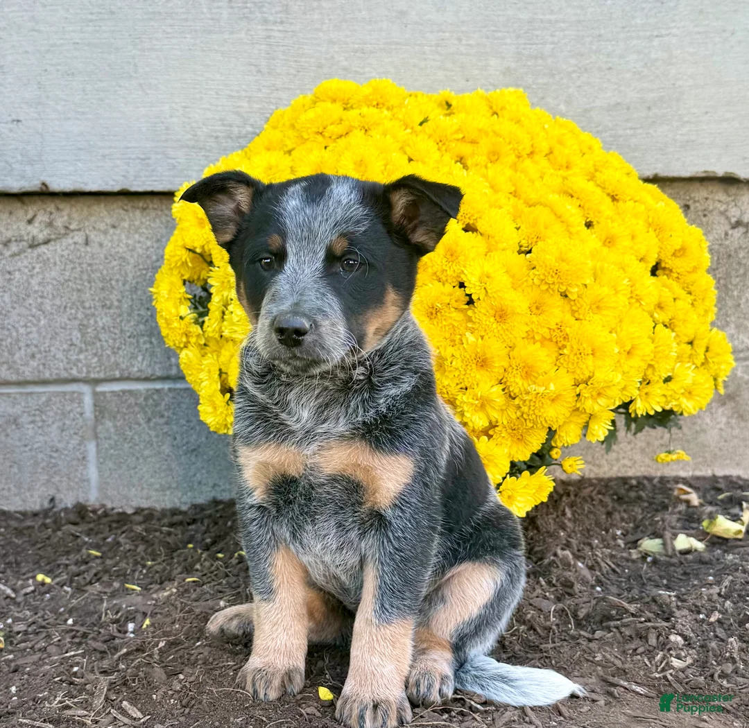 Australian Cattle Dog dogs for sale: Dakota  - Ad 1