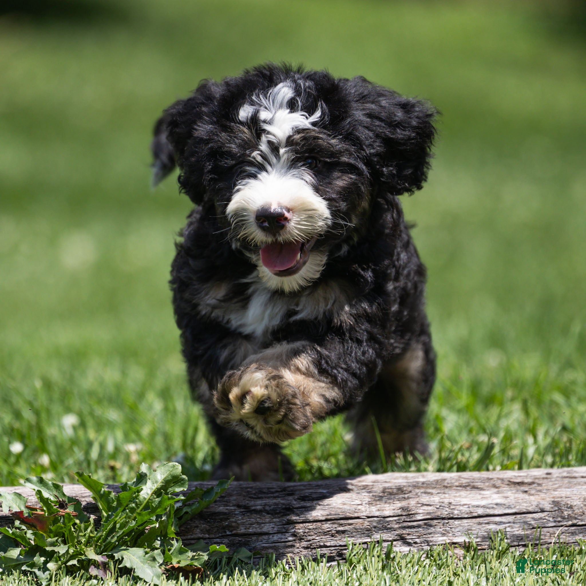 Bernedoodle dogs Banks Bernedoodle Puppy  - Ad 1