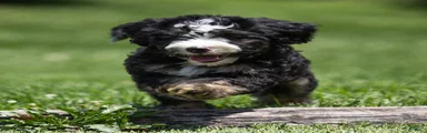 Banks Bernedoodle Puppy 