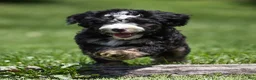 Bernedoodle dogs for sale: Banks Bernedoodle Puppy  - Ad 1