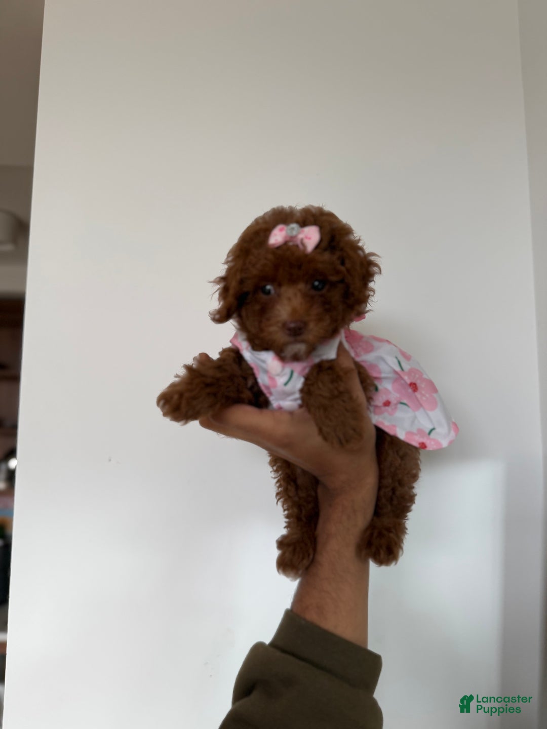 Toy Poodle dogs for sale: Teacup Nadiyah  - Ad 8