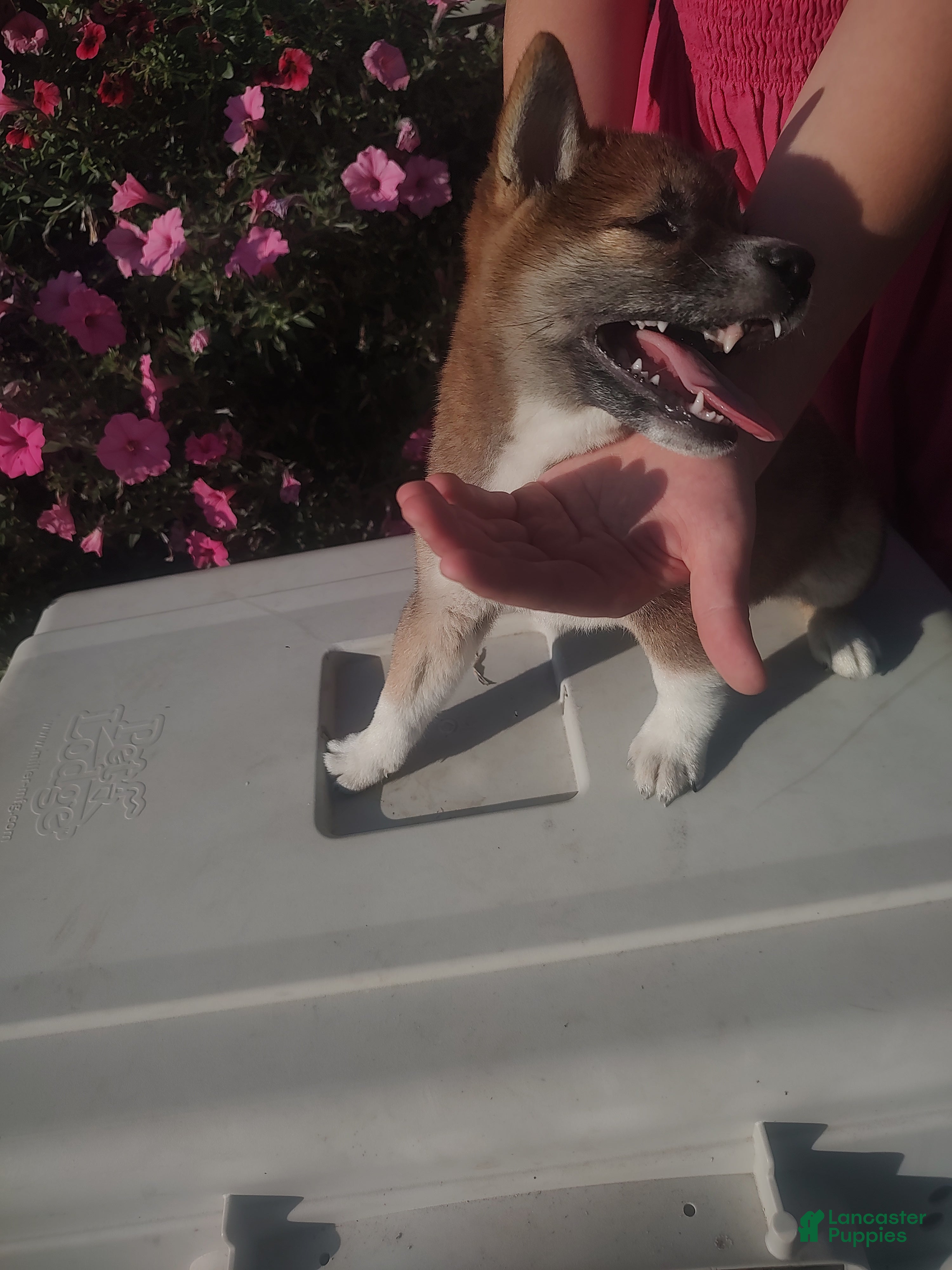 Shiba Inu dogs Shiba Inu Puppy 1 - Ad 8