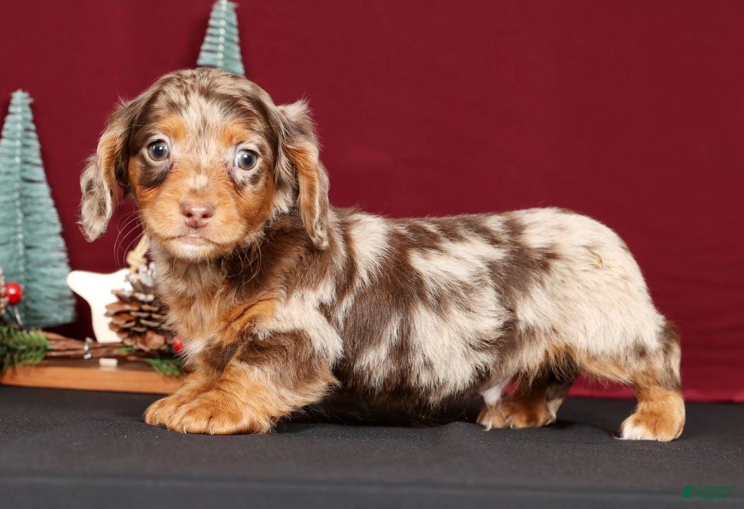 Miniature Dachshund dogs for sale: Niles - Ad 3