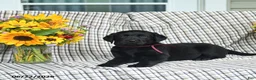 Labrador Retriever dogs for sale: Lollipop - Ad 3