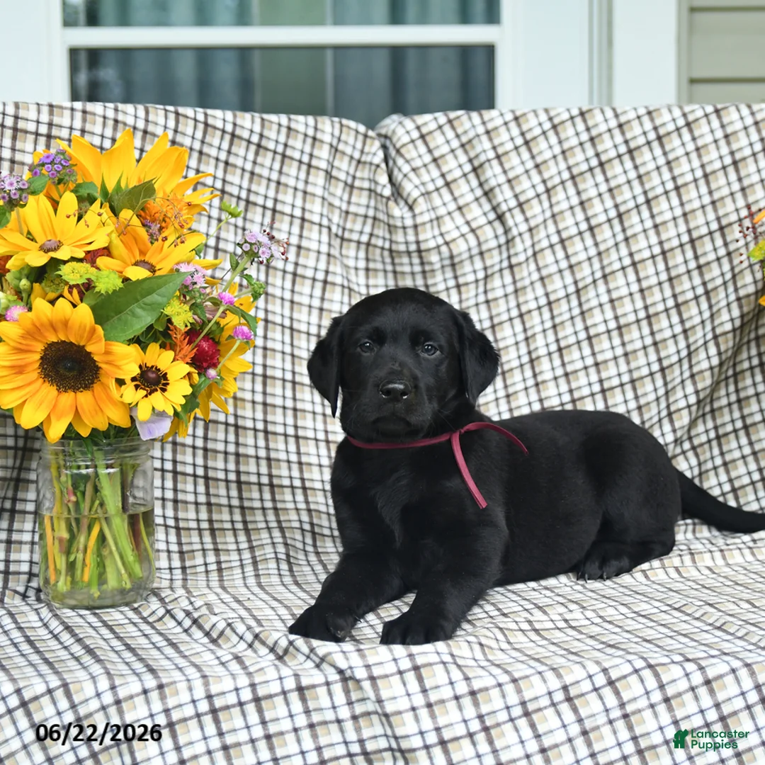 Labrador Retriever dogs for sale: Lollipop - Ad 3