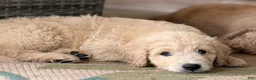 Mini Goldendoodle dogs for sale: Male- WINSTON  - Ad 3