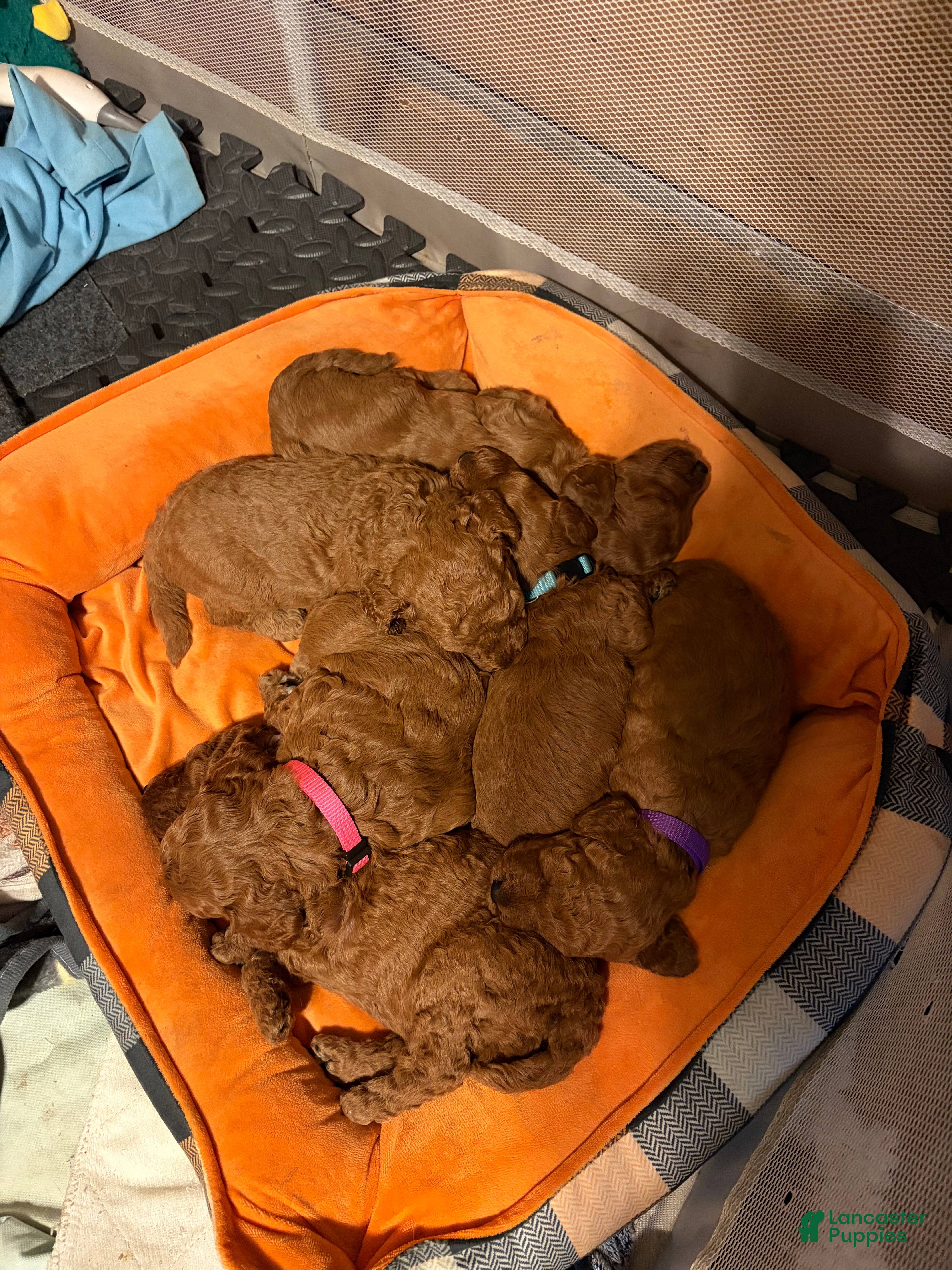 Goldendoodle dogs for sale: Goldendoodle 5 - Ad 12