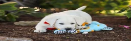 Labrador Retriever dogs for sale: Stormy - Ad 10