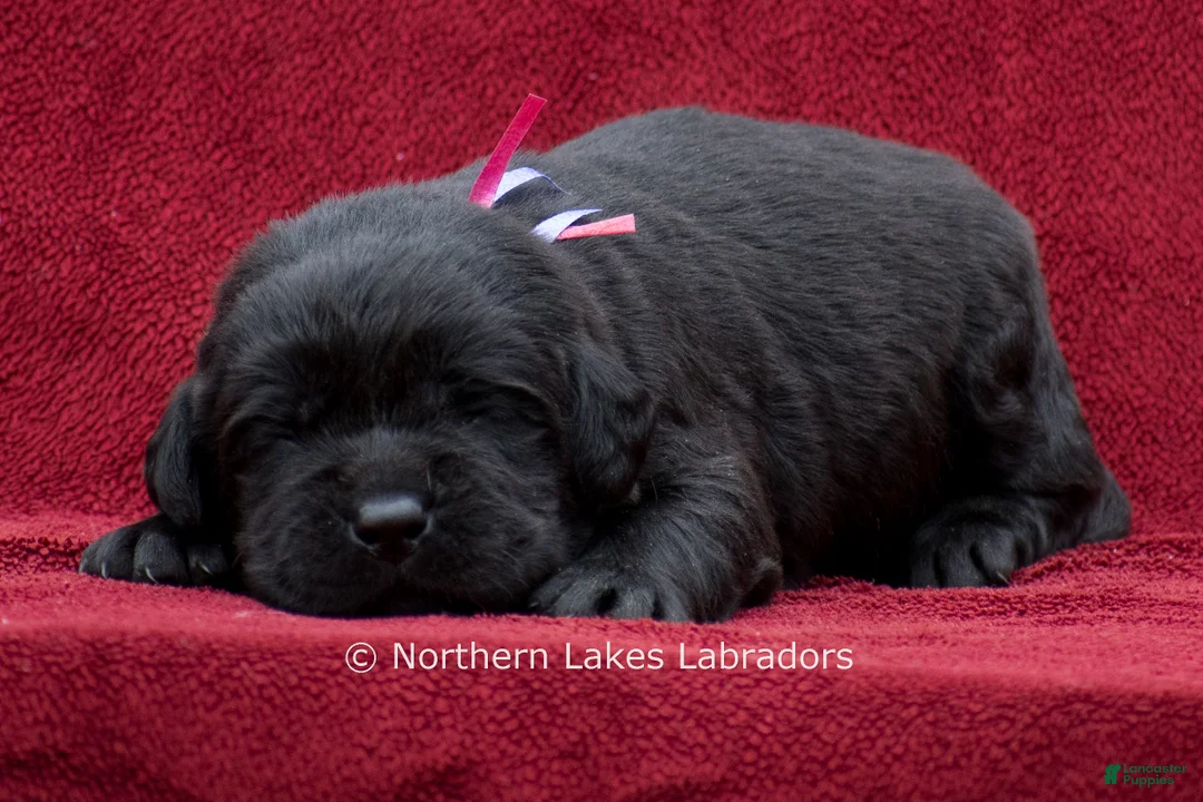 Labrador Retriever dogs for sale: Nelson - Ad 1
