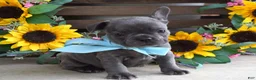 French Bulldog dogs for sale: Louie - Ad 10