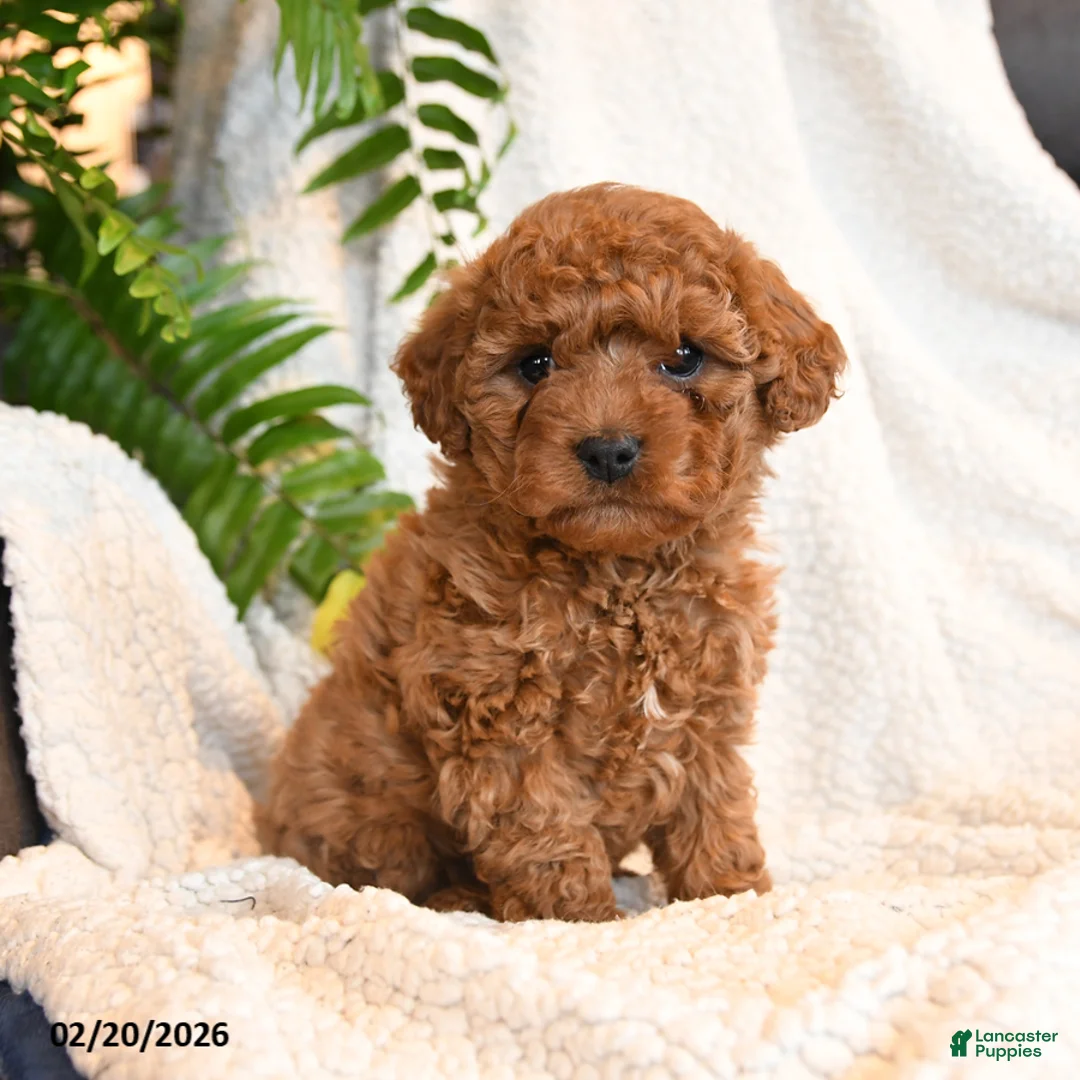 Cavapoo dogs for sale: Lily - Ad 3