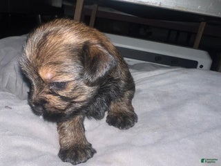 Yorkiepoo dogs - Ad 42