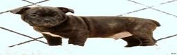 Frenchton dogs for sale: Jip - Ad 3