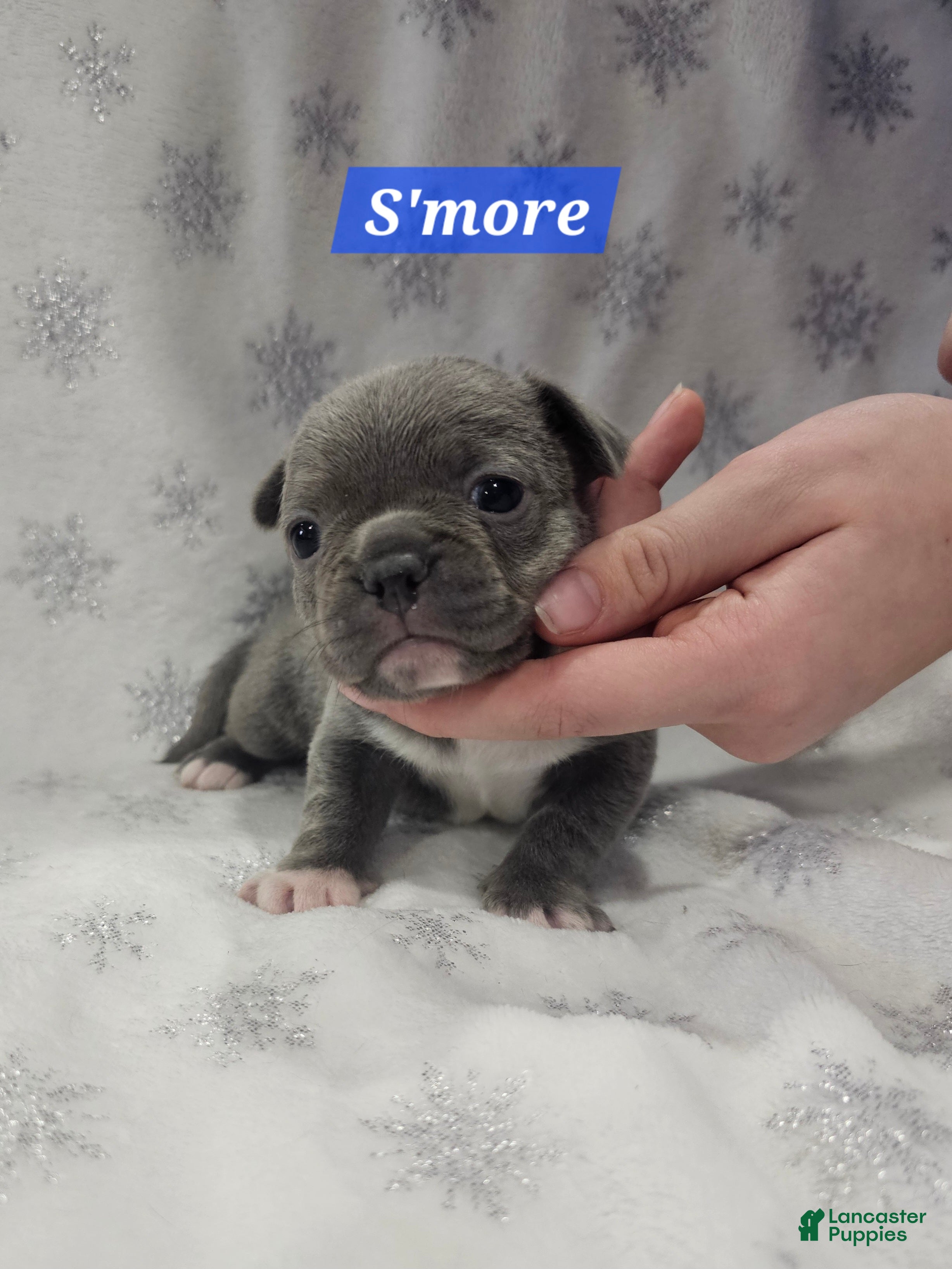 Mixed Breed dogs S'more - Ad 39