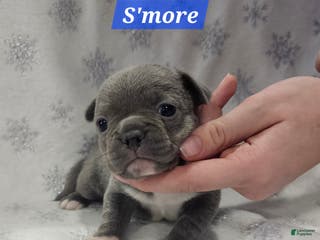 Mixed Breed dogs S'more - Ad 31