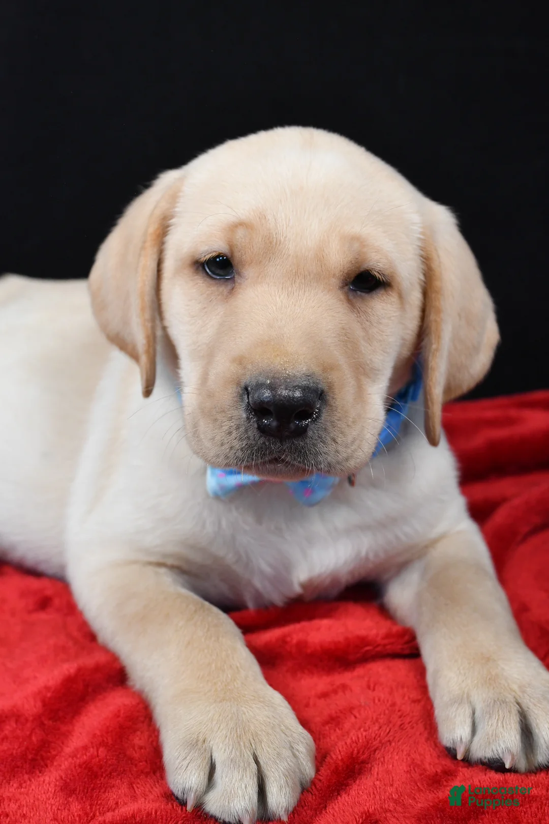 Labrador Retriever dogs for sale: Rocco - Ad 5