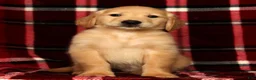 Golden Retriever dogs for sale: Rambo - Ad 3