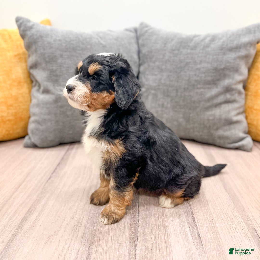 Mini Bernedoodle dogs for sale: Mia - Ad 6