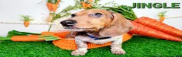 Miniature Dachshund dogs for sale: Jingle Miniature Dachshund Puppy 1 - Ad 18