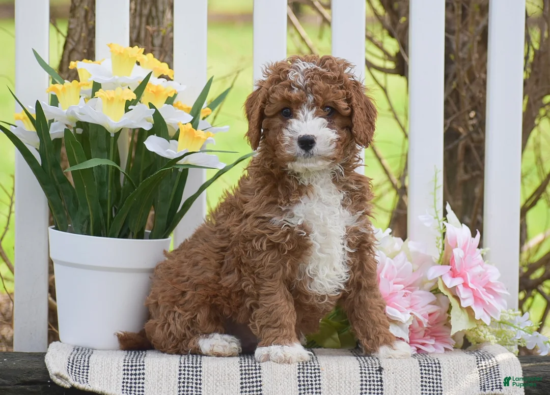 Cavapoo dogs for sale: Scooby - Ad 1