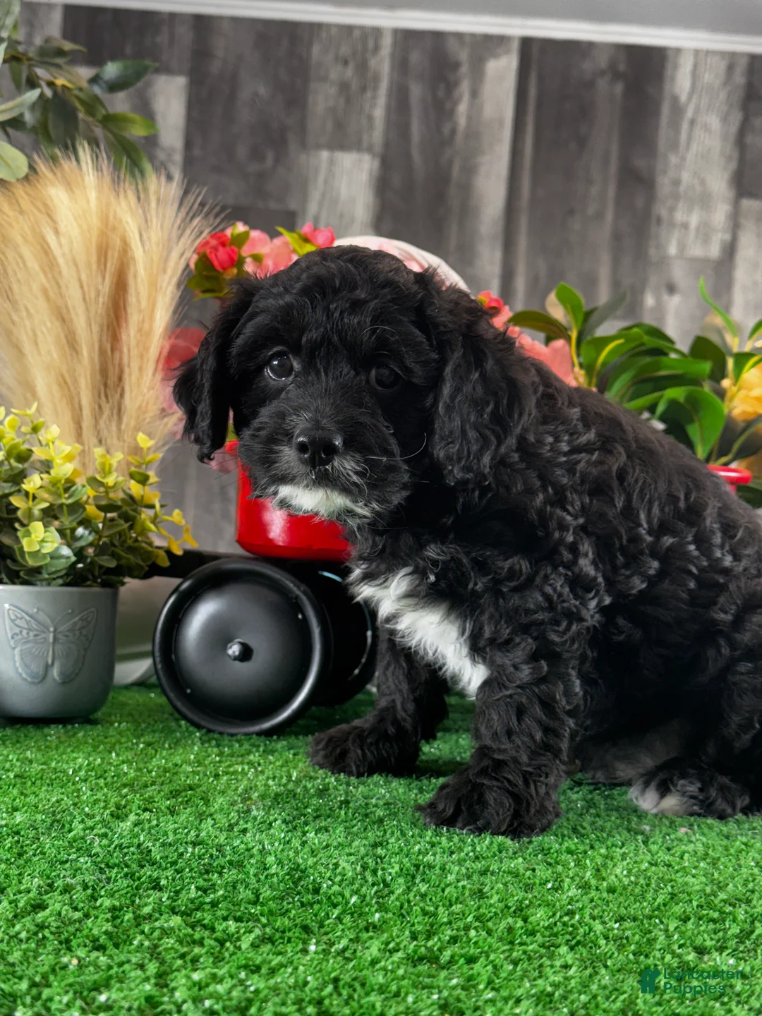 Cavapoo dogs for sale: Nero - Ad 2