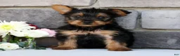 Morkie dogs for sale: Ozzy - Ad 6