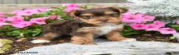 Yorkshire Terrier dogs for sale: Mocha - Ad 4