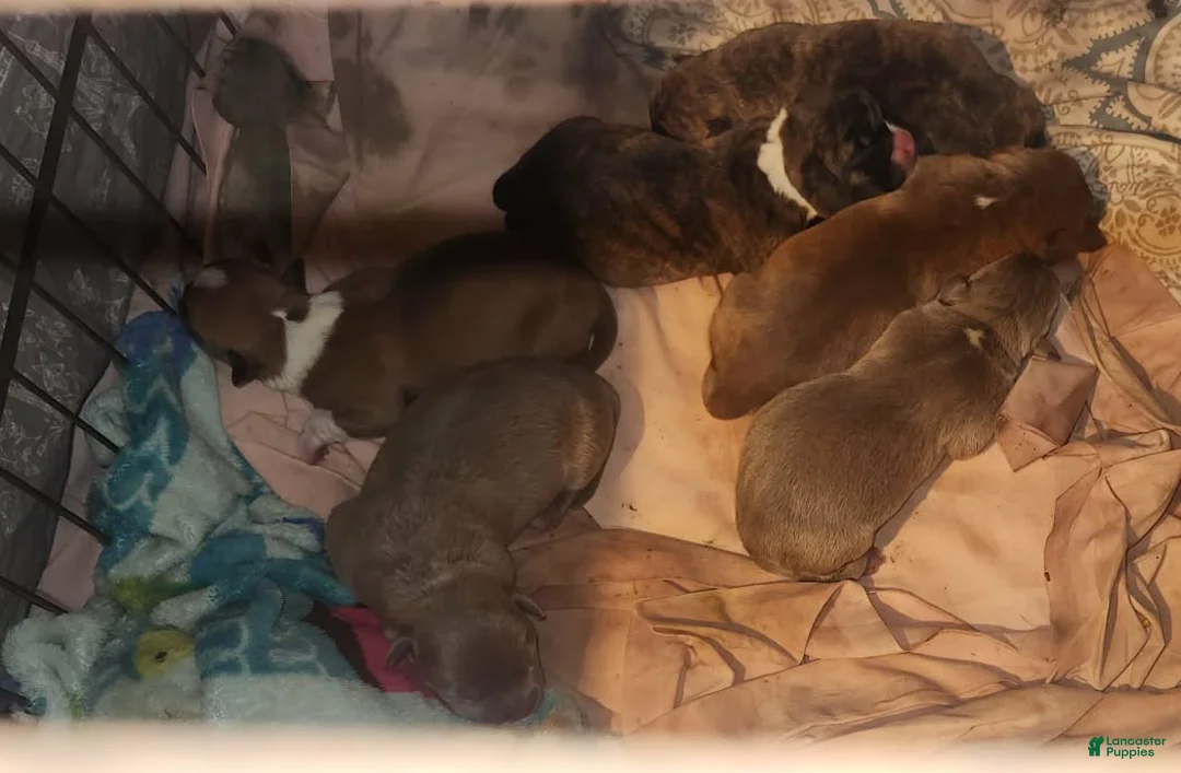 Mixed Breed dogs for sale: Mixed Breed Puppy 1 - Ad 4