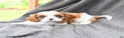 Cavalier King Charles Spaniel dogs for sale: Spritely - Ad 2
