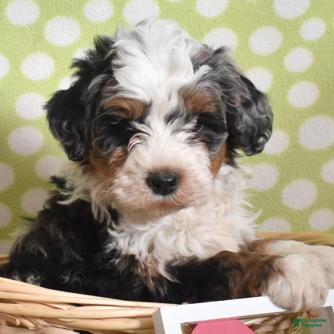 Bernedoodle dogs for sale: Gordon  - Ad 2