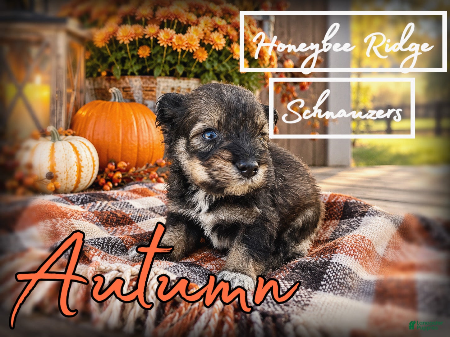 Miniature Schnauzer dogs for sale: Akc Autumn  - Ad 1