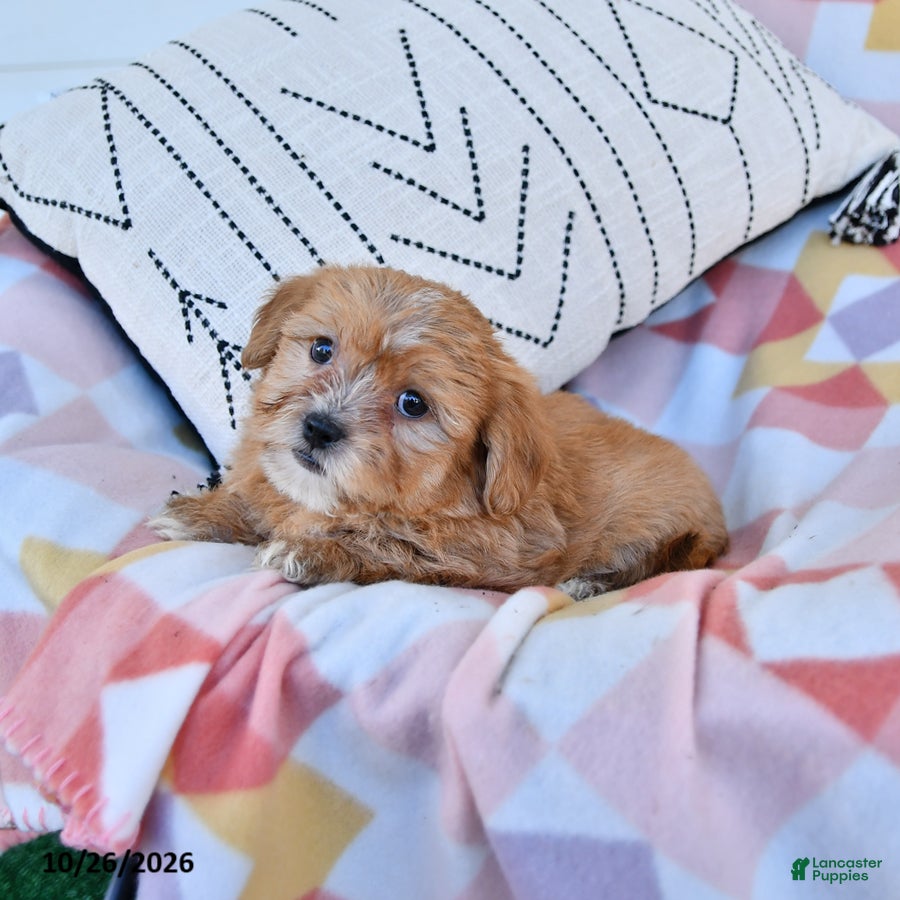 Shorkie dogs for sale: Honey - Ad 2