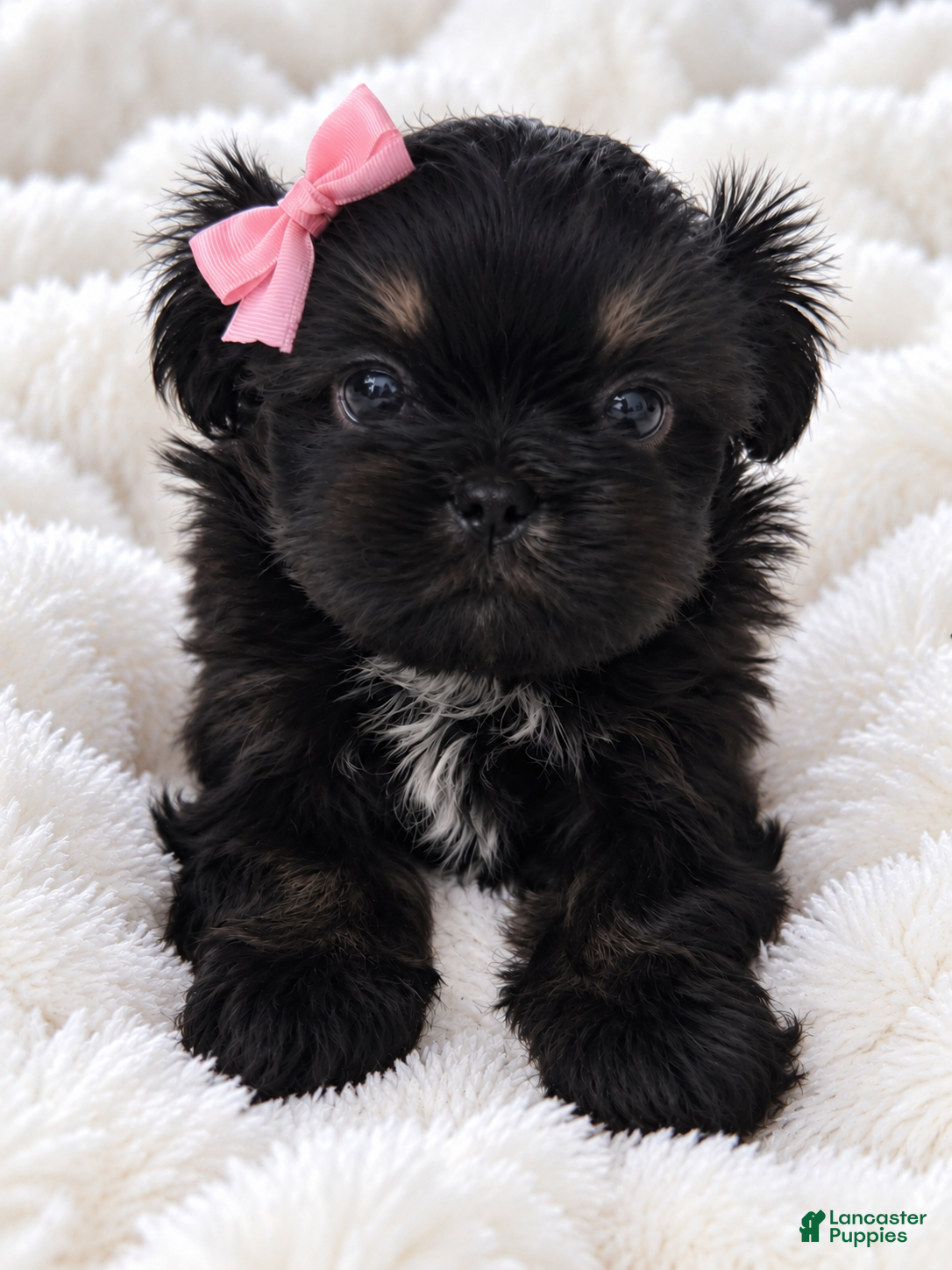 Shih Tzu dogs for sale: Trisha - Ad 1