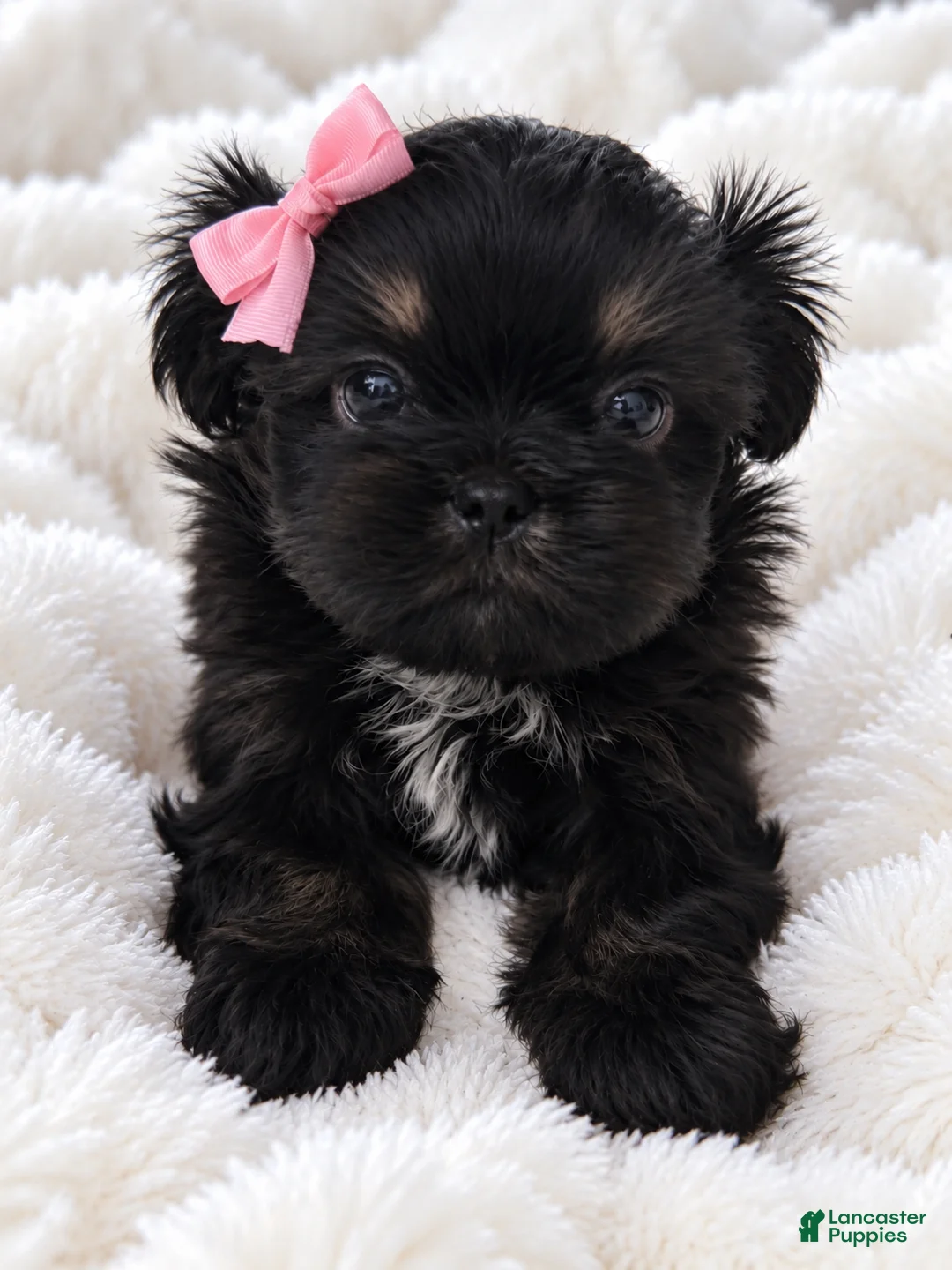 Shih Tzu dogs for sale: Trisha - Ad 1