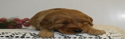 Golden Retriever dogs for sale: Lhadi - Ad 2