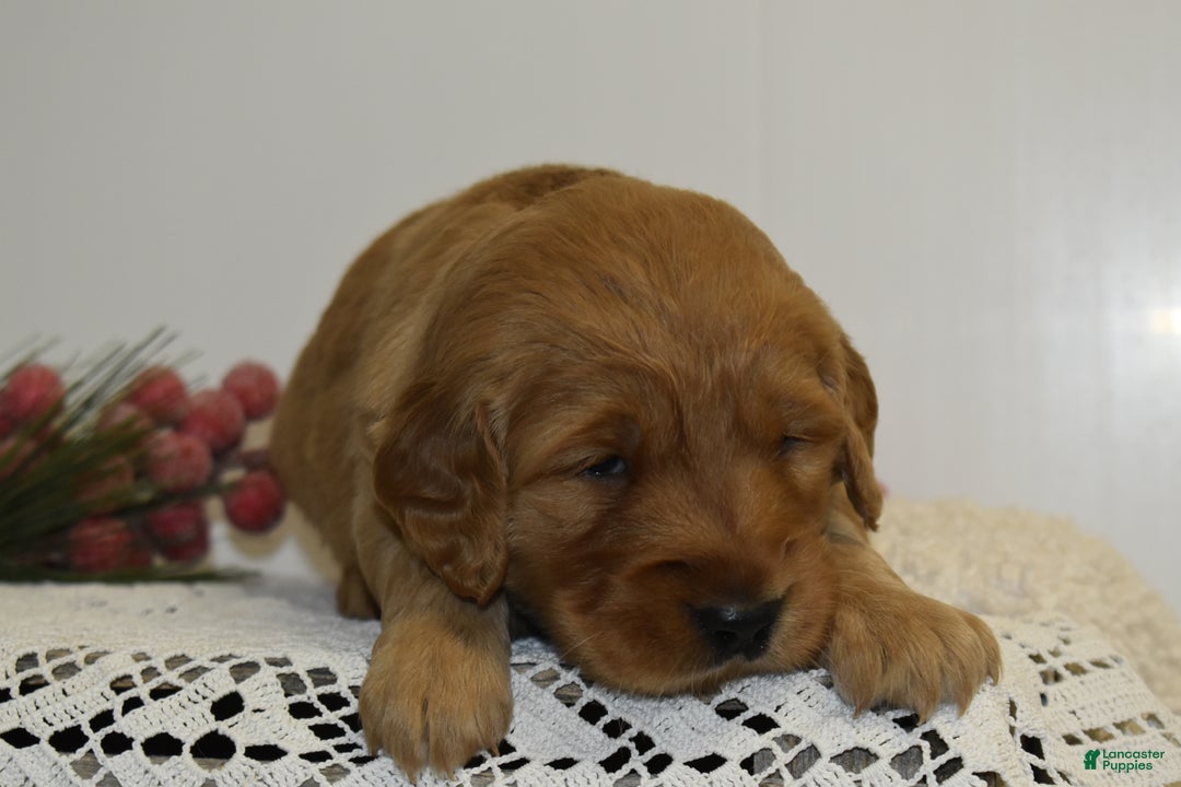 Golden Retriever dogs for sale: Lhadi - Ad 2
