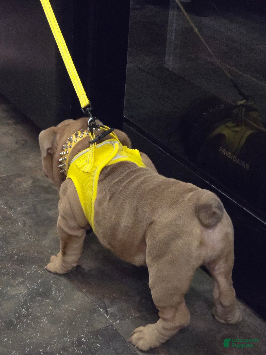 English Bulldog dogs for sale: Beatz  - Ad 6