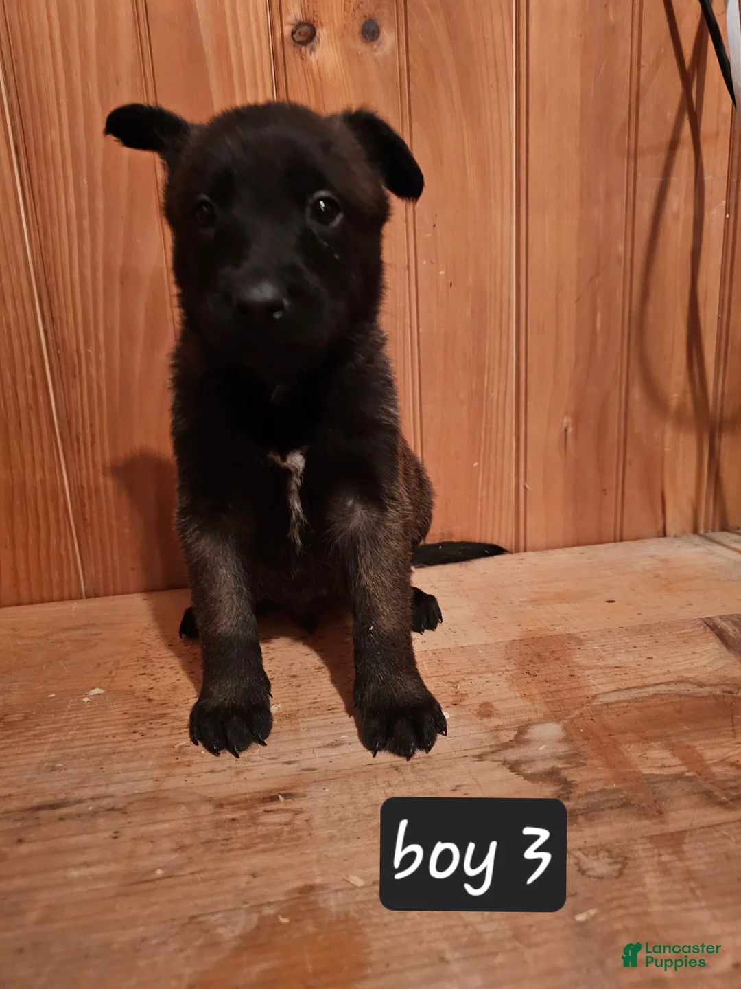 Belgian Malinois dogs for sale: Belgian Malinois Puppy 3 - Ad 2
