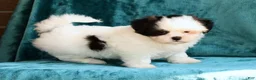 Shih Tzu dogs for sale: Gracie - Ad 7