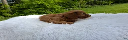 Cavapoo dogs for sale: Phoenix  - Ad 2