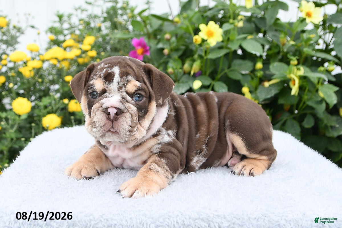 English Bulldog dogs Prince - Ad 2