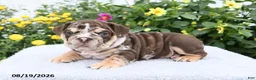 English Bulldog dogs for sale: Prince - Ad 2