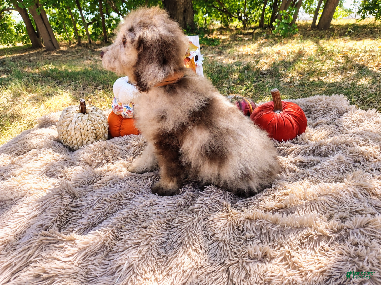 Mini Goldendoodle dogs Mini Goldendoodle 5 - Ad 2