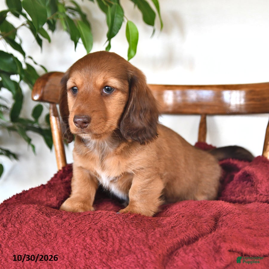 Miniature Dachshund dogs for sale: Hunter - Ad 2