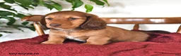 Miniature Dachshund dogs for sale: Hunter - Ad 2